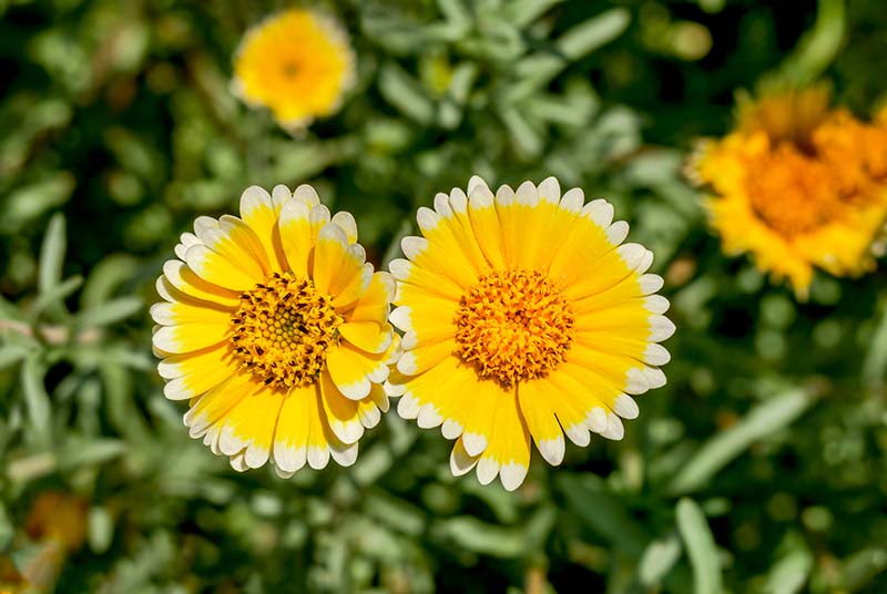 Tidy Tips Layia platyglossa
