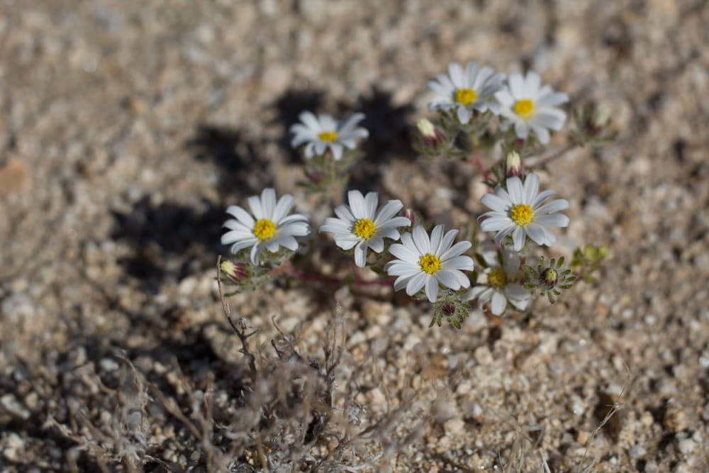 Tiny blossoms of Monoptilon Bellidiforme
