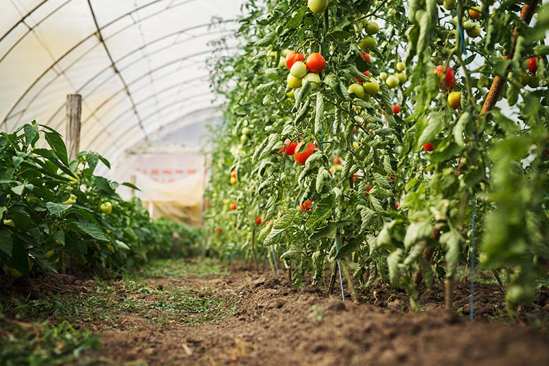 Tomato plantations in a green house