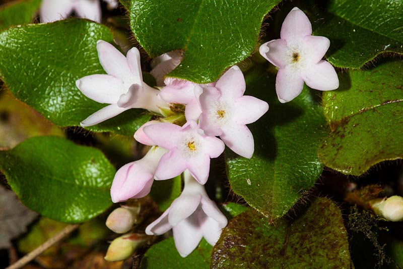 Trailing Arbutus Flower