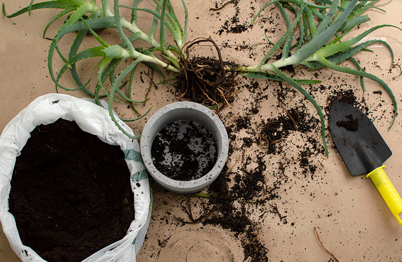 Transplanting Aloe Vera at home