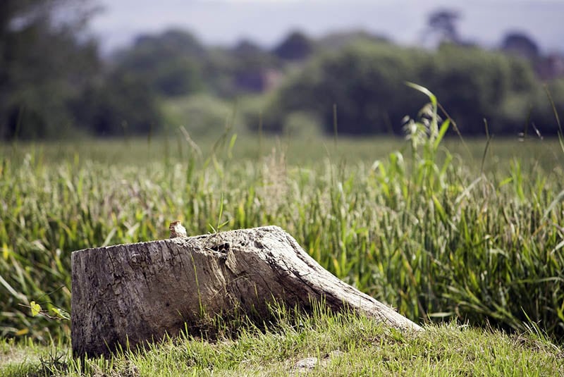Tree Stump