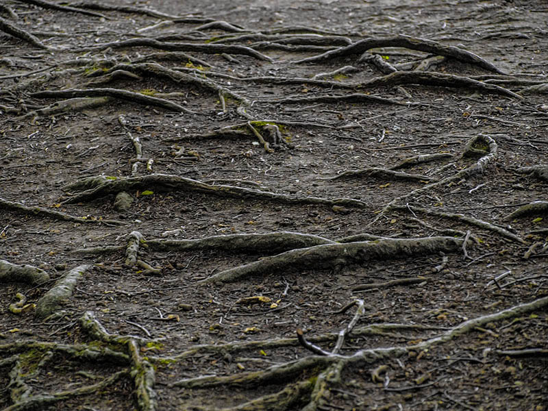 Tree root