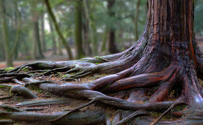 Tree roots and green forest
