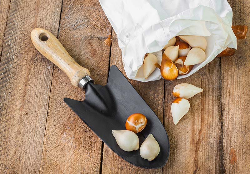 Tulip bulbs in a paper bag on a wooden background