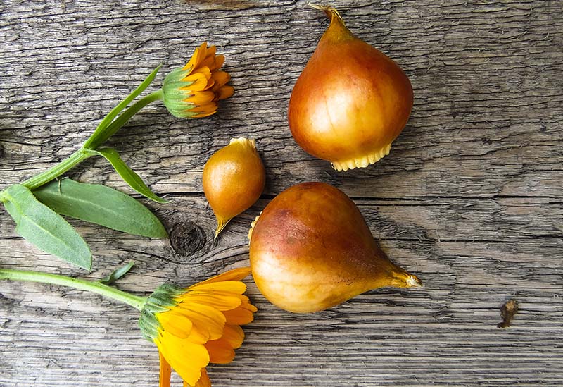 Tulip bulbs on a wooden background