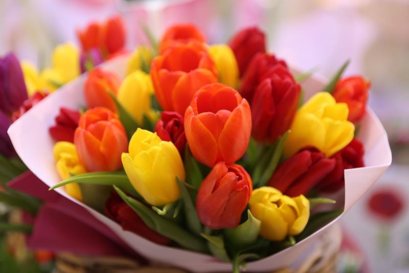 Tulip, tulips bouquet