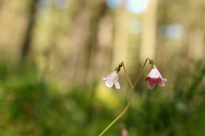 Twinflower