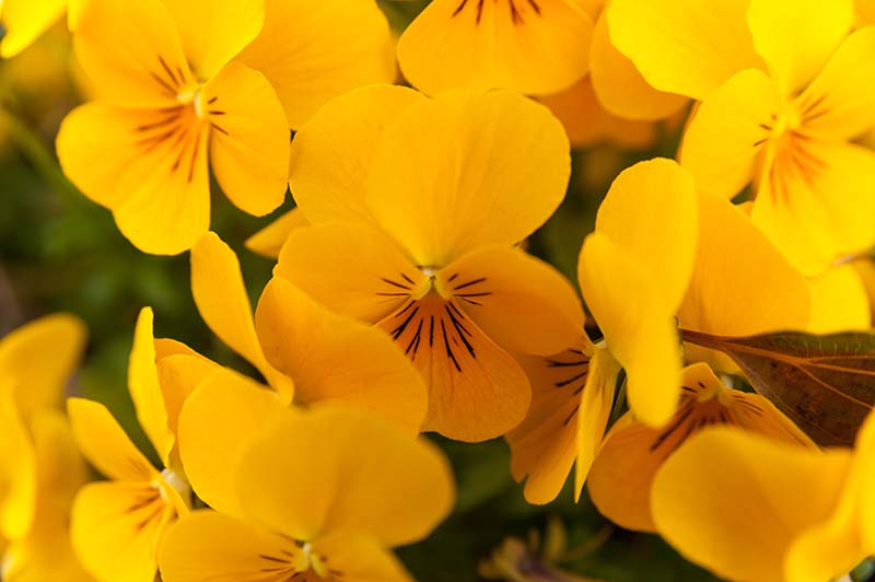 Viola pedunculata flower, the California golden violet, Johnny jump up