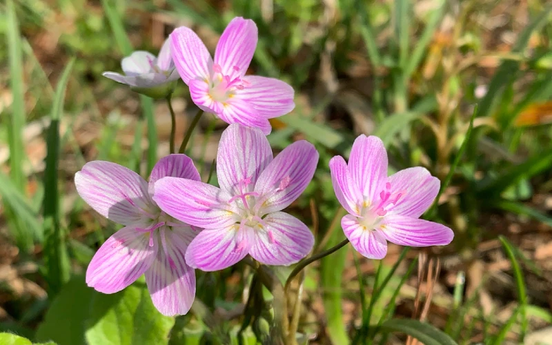 Virginia Springbeauty (Claytonia virginica)
