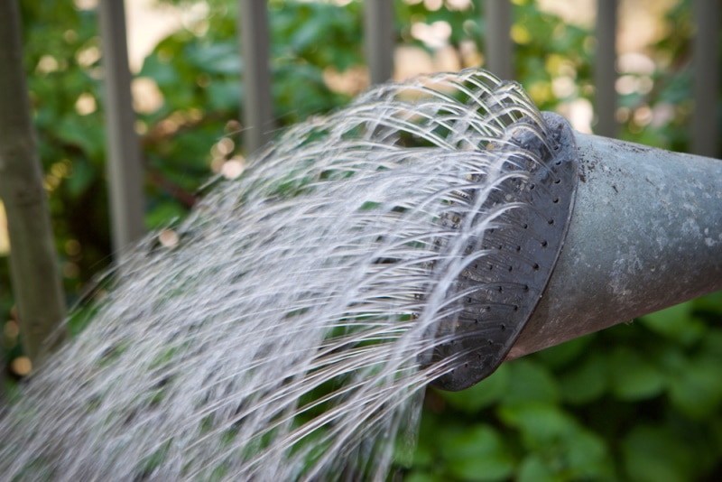 Water from a traditional watering can