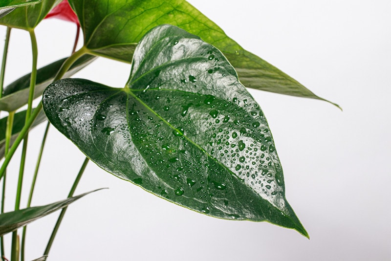 Watering Anthurium