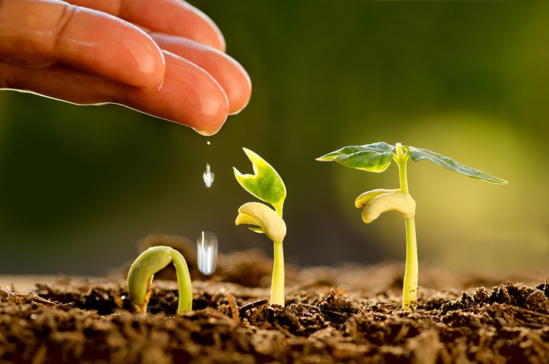 Watering Seed Soil