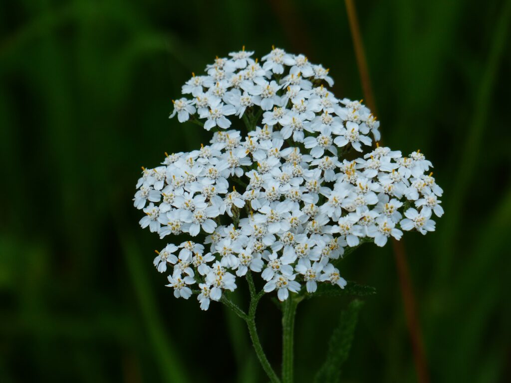 Western Yarrow