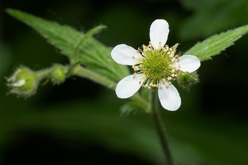 White Avens
