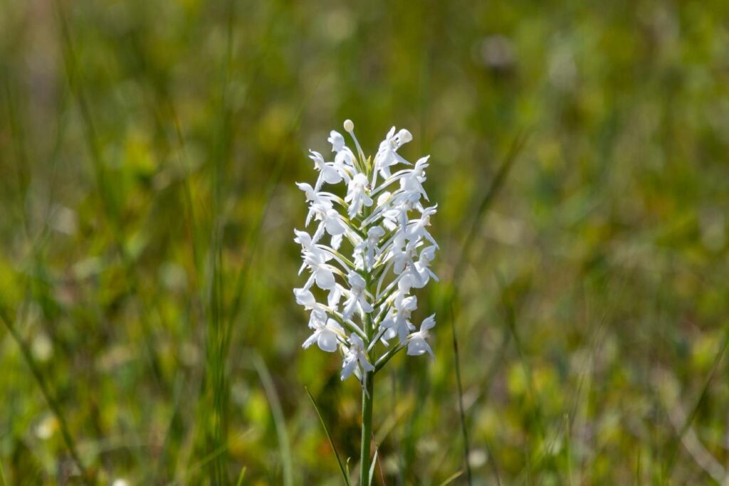White Bog Orchid