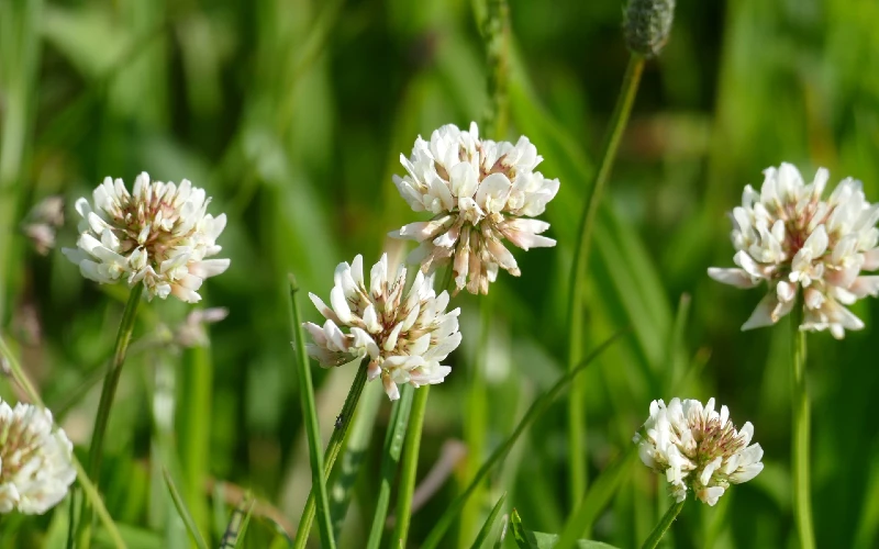White Clover (Trifolium repens)