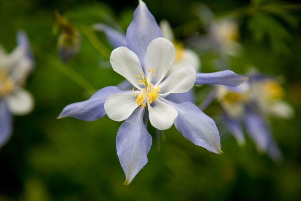 White Colorado Columbine