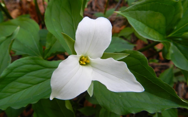 White Trillium (Trillium grandiflorum)