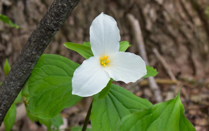 White Trillium (Trillium grandiflorum)