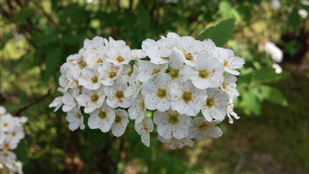 White Yarrow