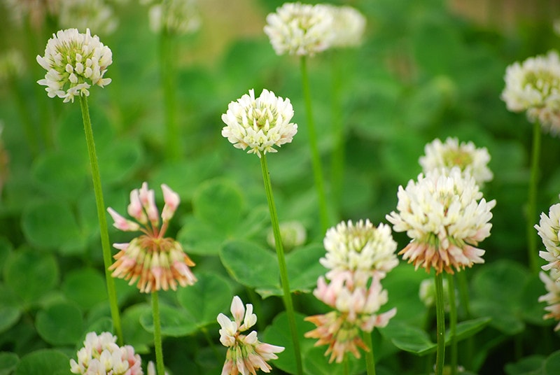 White clover