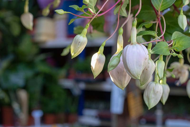 White fairy lantern