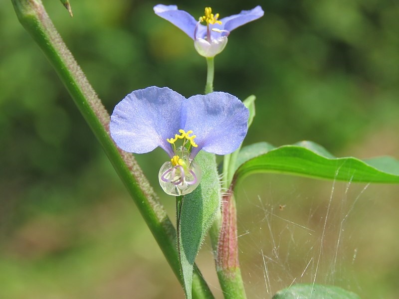 Whitemouth Dayflower