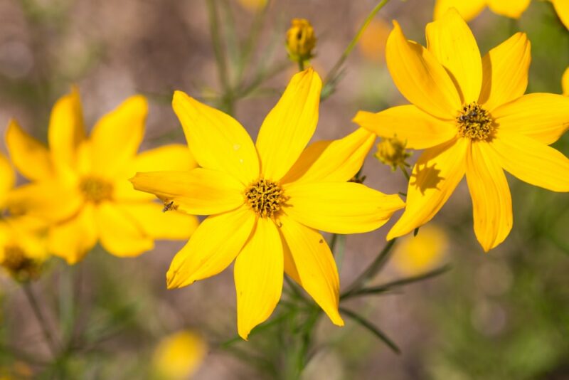 Whorled Sunflower