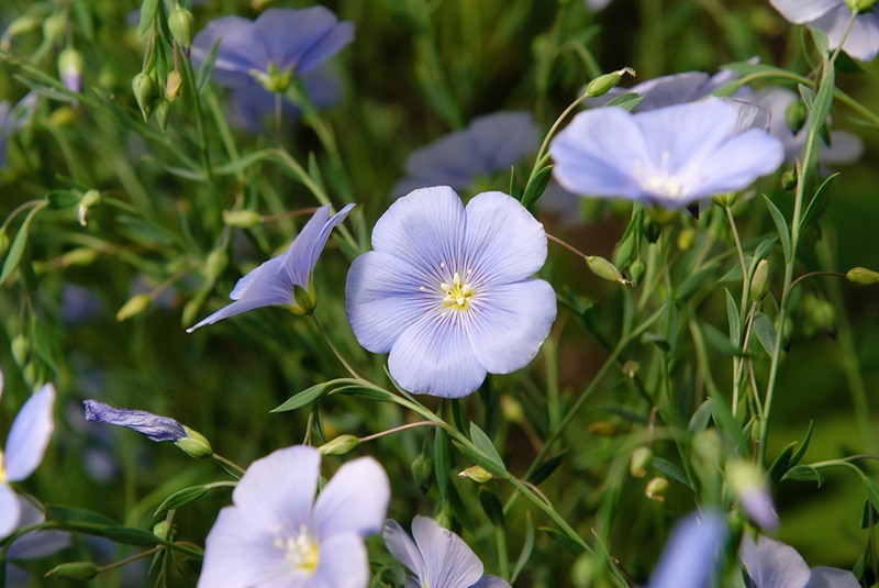 Wild Blue Flax