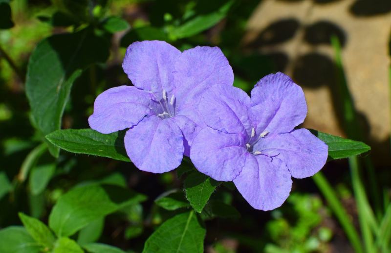 Wild Petunia