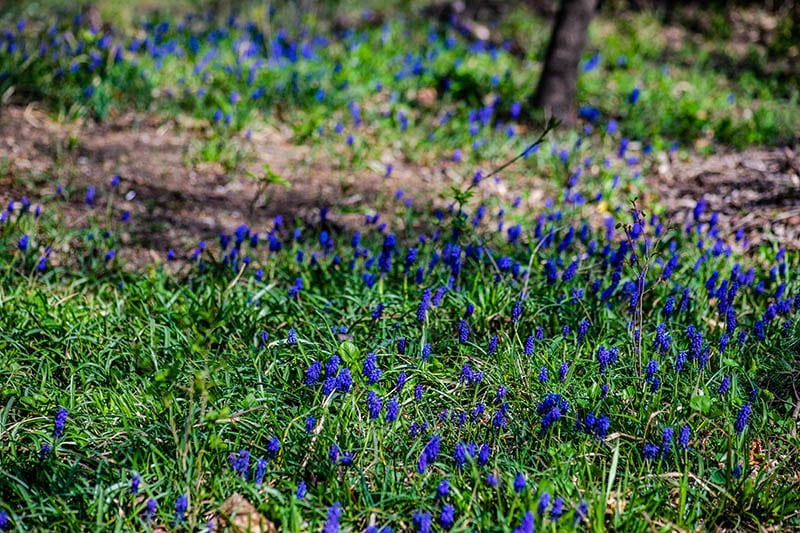 Wild hyacinth flowers in a field in spring time forest