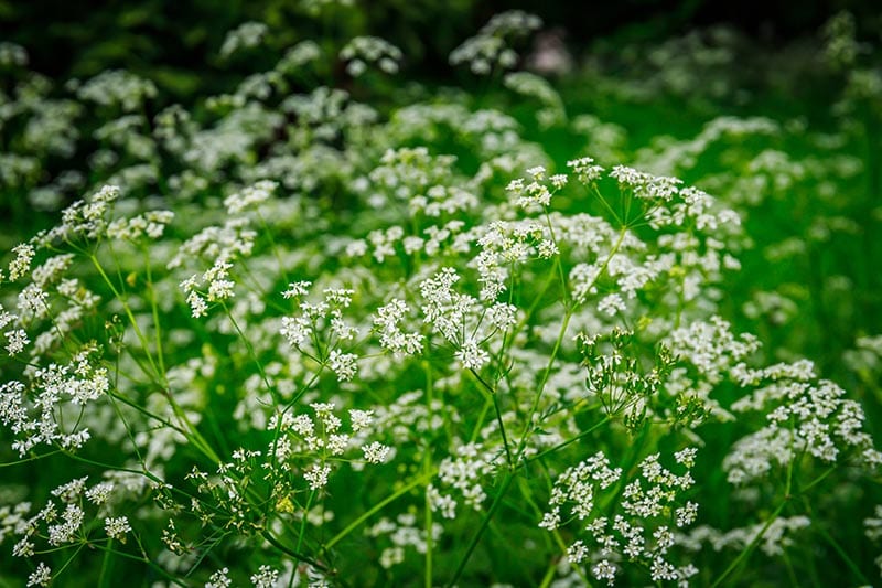 Wild parsley flower