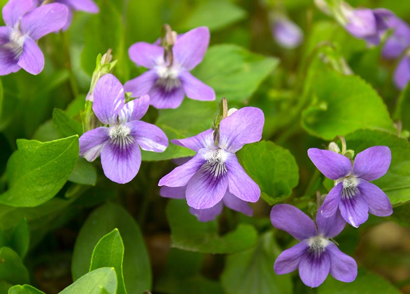 Wild violet flower