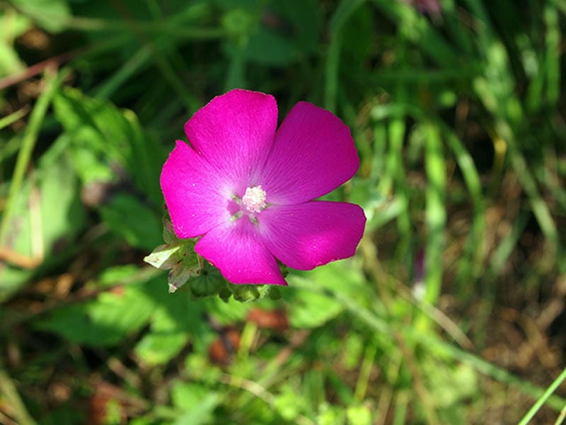Winecup Small violet