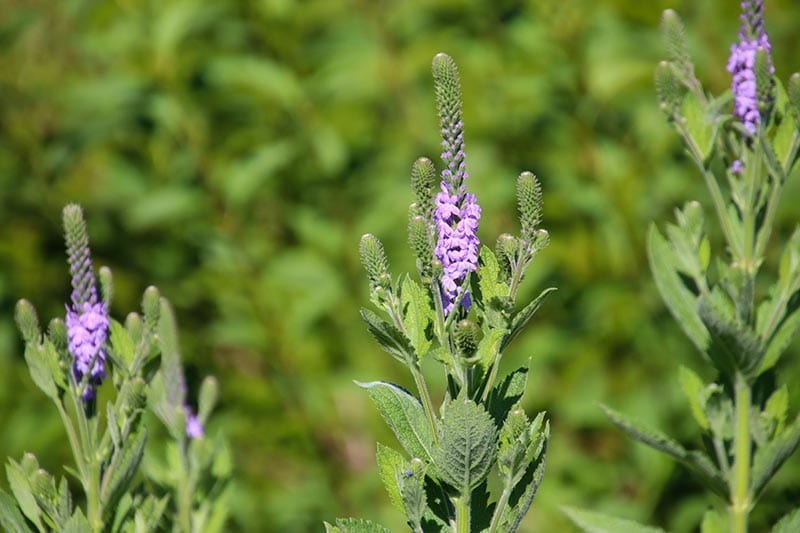 Wolly verbena or verbena stricta flower