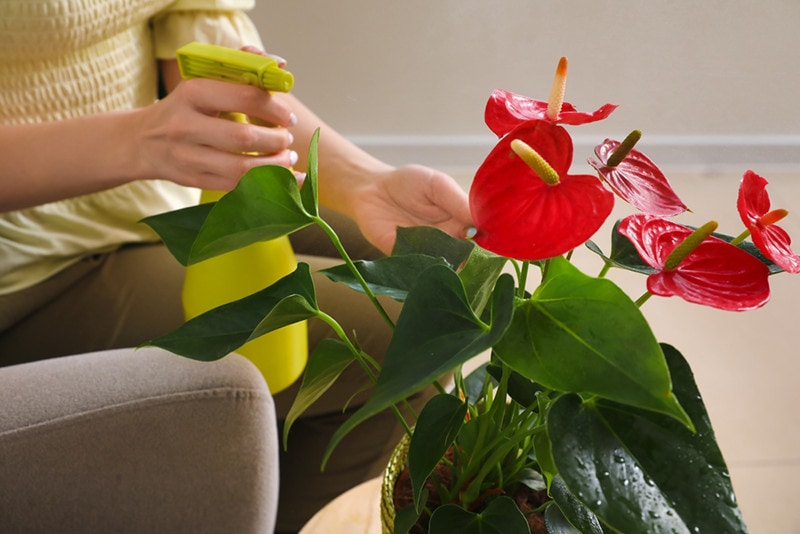Woman sitting in armchair and spraying water on anthurium flower, closeup