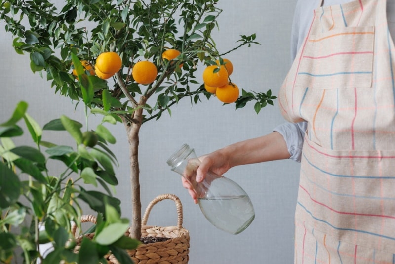 Woman watering citrus tree using a glass jug