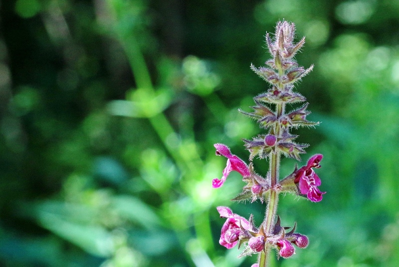 Woundwort growing in the garden