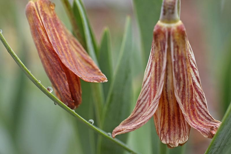 Yellow Fritillary Fritillaria carica with dew