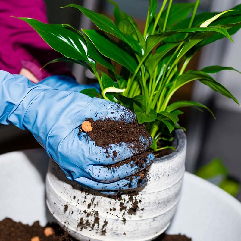 a gardener in blue gloves adds soil into a gray ceramic flowerpot with Peace Lily house plant