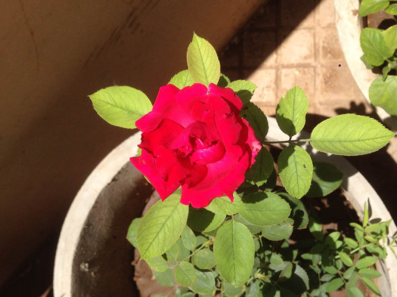 a potted red rose