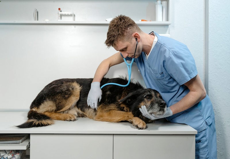vet checking a sick rough collie dog