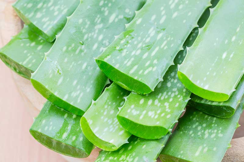 aloe vera cuttings