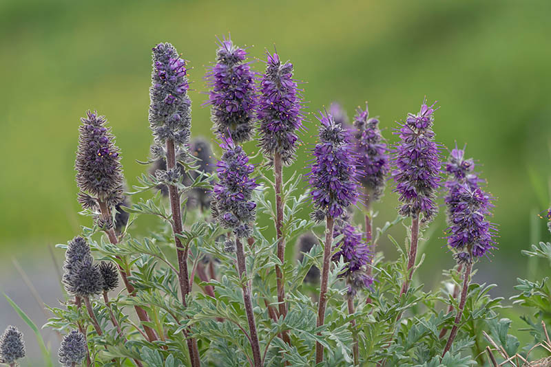 Alpine kittentail flowers