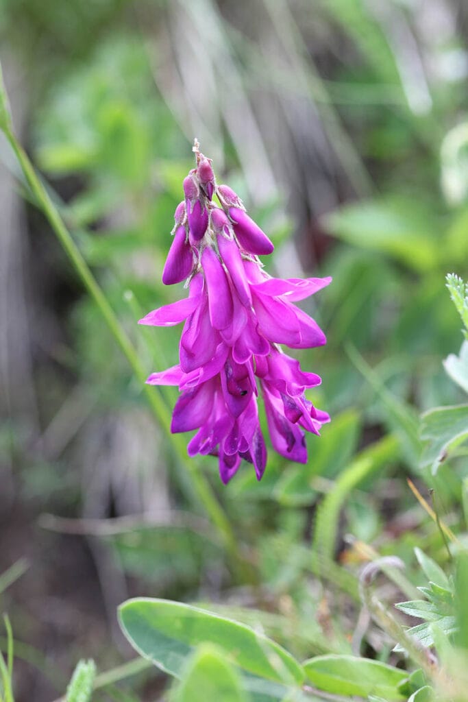 Alpine Sweetvetch