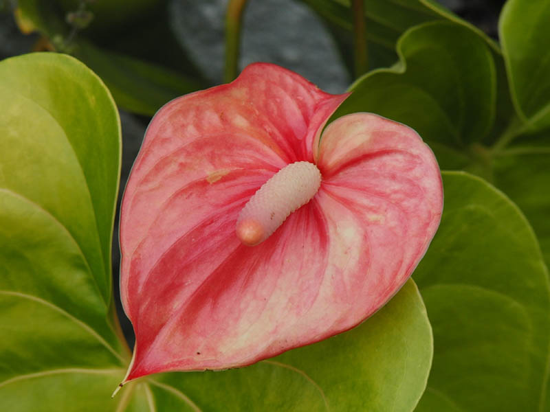 anthurium plant dying