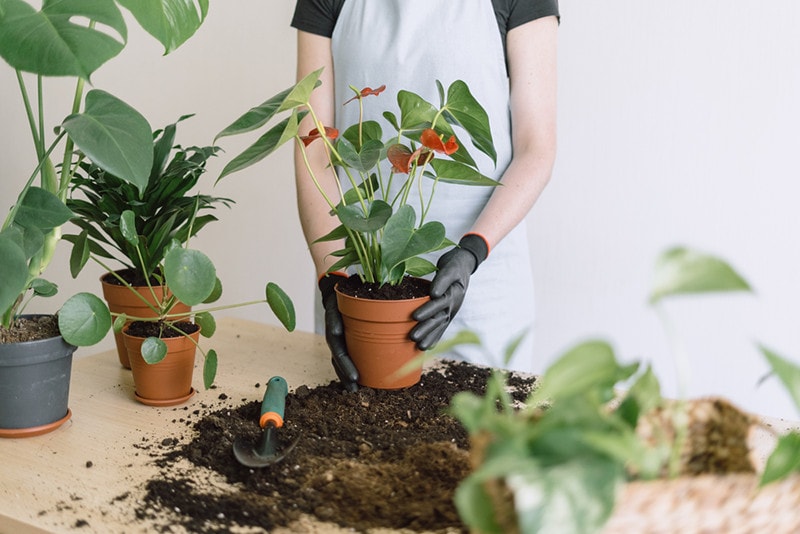 anthurium planting in pot