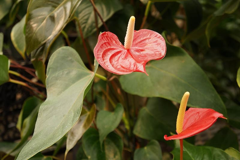 anthurium plants in the garden