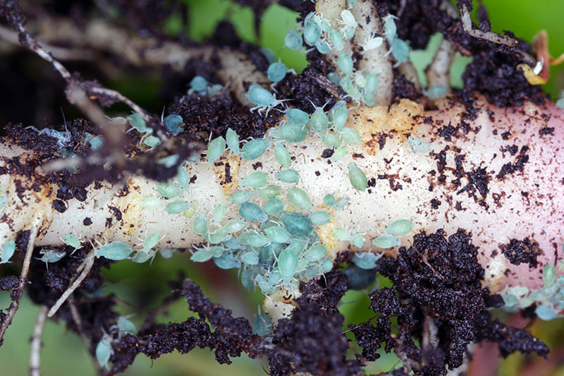 Aphids colony on roots